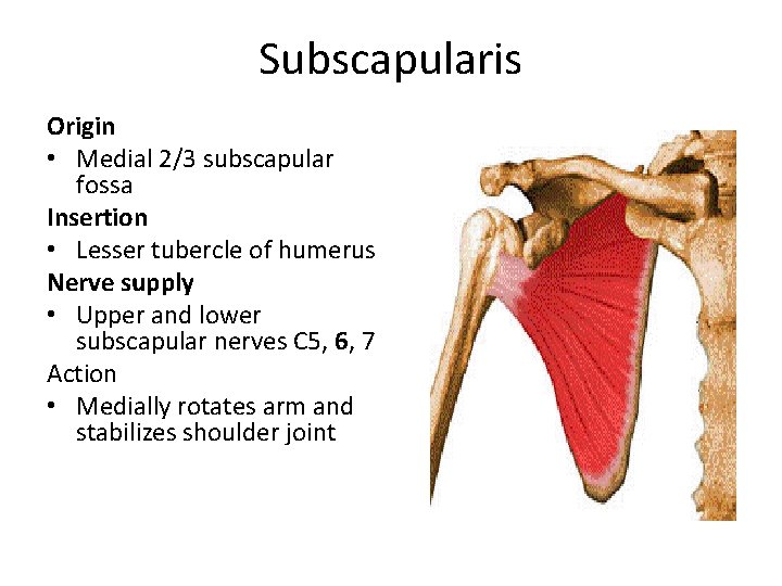 Subscapularis Origin • Medial 2/3 subscapular fossa Insertion • Lesser tubercle of humerus Nerve