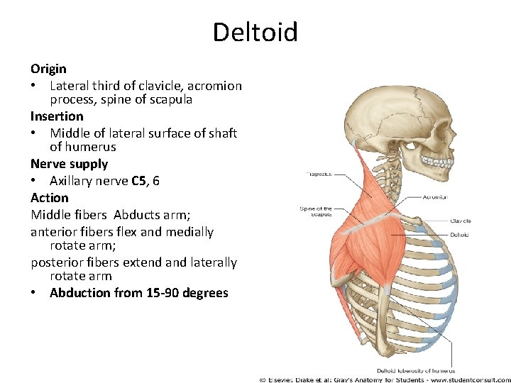 Deltoid Origin • Lateral third of clavicle, acromion process, spine of scapula Insertion •