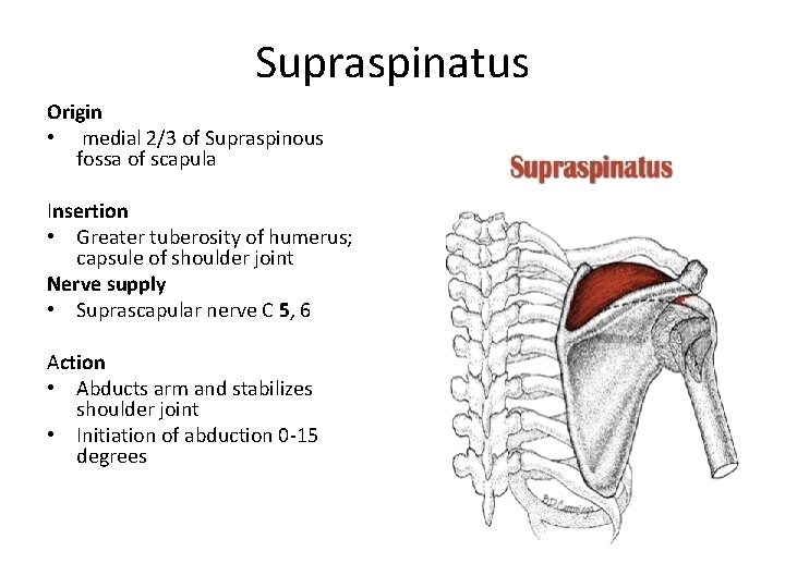 Supraspinatus Origin • medial 2/3 of Supraspinous fossa of scapula Insertion • Greater tuberosity