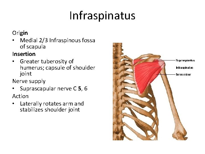 Infraspinatus Origin • Medial 2/3 Infraspinous fossa of scapula Insertion • Greater tuberosity of