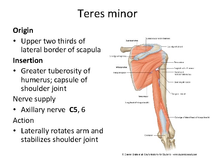 Teres minor Origin • Upper two thirds of lateral border of scapula Insertion •