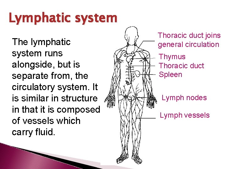 Lymphatic system The lymphatic system runs alongside, but is separate from, the circulatory system.