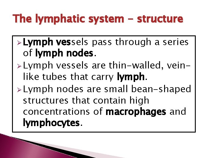 The lymphatic system - structure Ø Lymph vessels pass through a series of lymph
