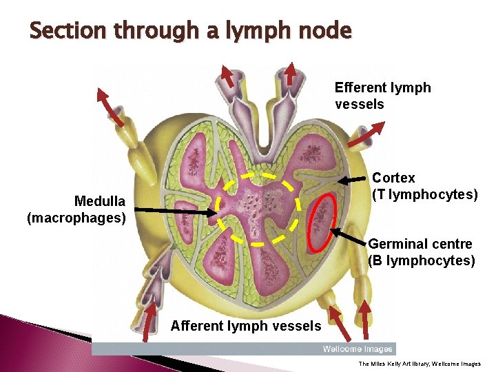 Section through a lymph node Efferent lymph vessels Cortex (T lymphocytes) Medulla (macrophages) Germinal