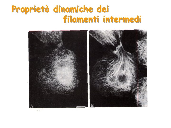 Proprietà dinamiche dei filamenti intermedi 