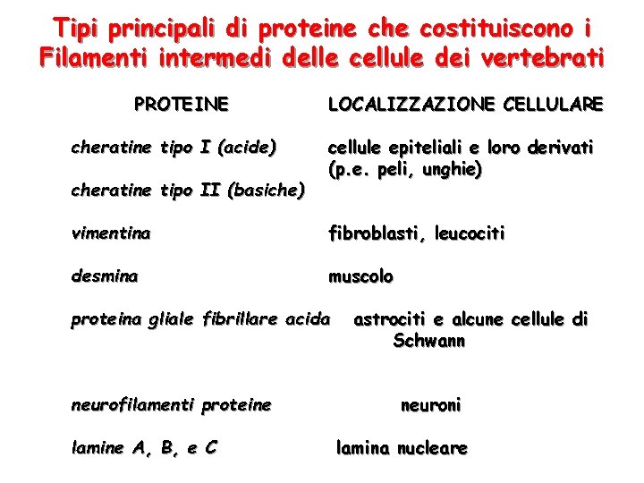 Tipi principali di proteine che costituiscono i Filamenti intermedi delle cellule dei vertebrati PROTEINE