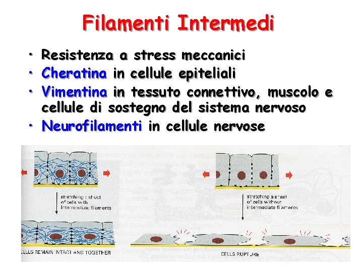 Filamenti Intermedi • • • Resistenza a stress meccanici Cheratina in cellule epiteliali Vimentina