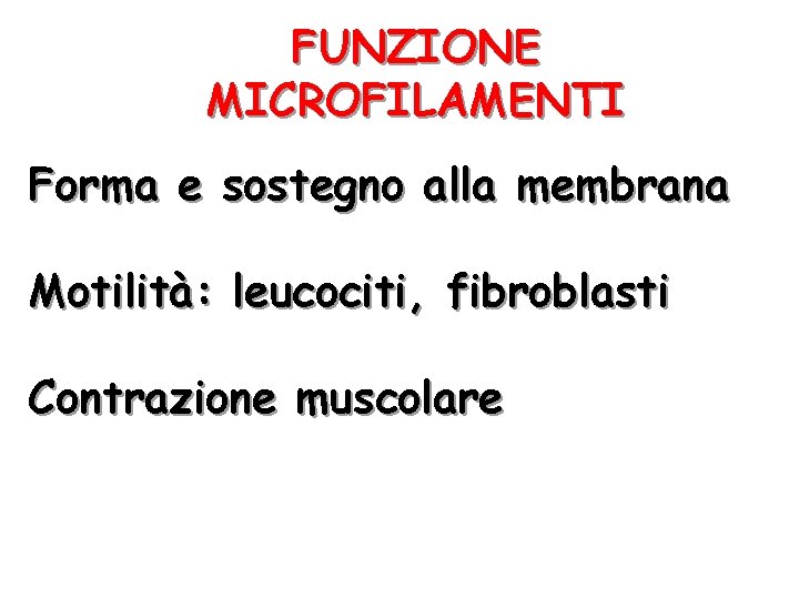 FUNZIONE MICROFILAMENTI Forma e sostegno alla membrana Motilità: leucociti, fibroblasti Contrazione muscolare 