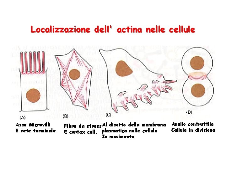 Localizzazione dell' actina nelle cellule Asse Microvilli E rete terminale Fibre da stress Al