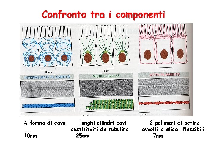 Confronto tra i componenti A forma di cavo 10 nm lunghi cilindri cavi costitituiti