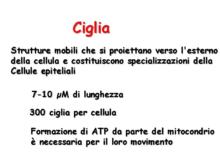 Ciglia Strutture mobili che si proiettano verso l'esterno della cellula e costituiscono specializzazioni della
