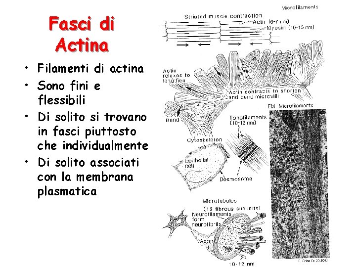 Fasci di Actina • Filamenti di actina • Sono fini e flessibili • Di