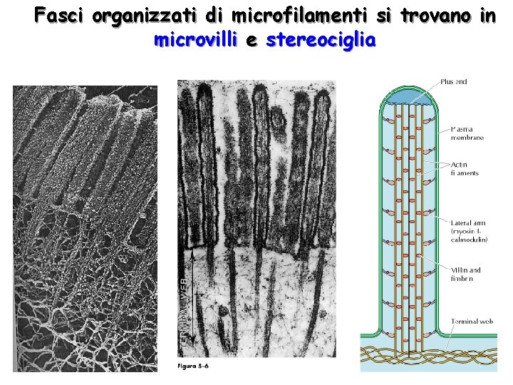 Fasci organizzati di microfilamenti si trovano in microvilli e stereociglia 