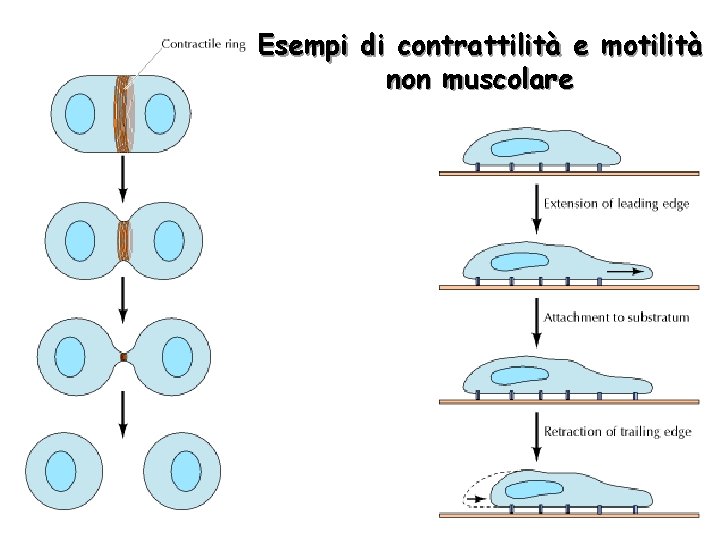 Esempi di contrattilità e motilità non muscolare 