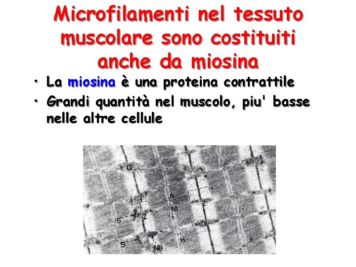 Microfilamenti nel tessuto muscolare sono costituiti anche da miosina • La miosina è una