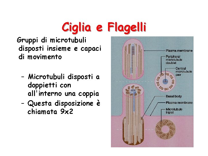 Ciglia e Flagelli Gruppi di microtubuli disposti insieme e capaci di movimento – Microtubuli