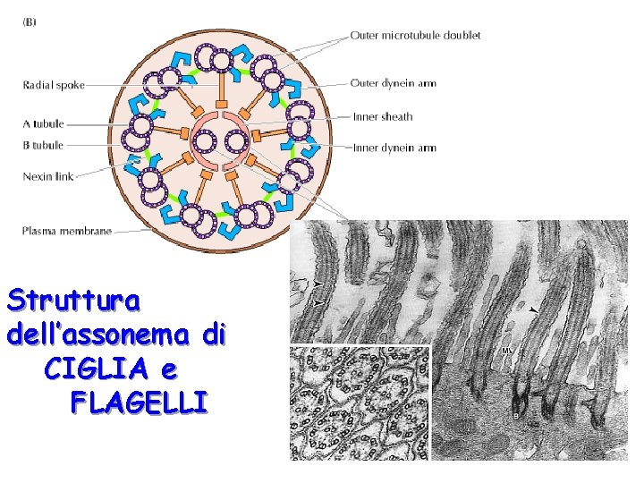Struttura dell’assonema di CIGLIA e FLAGELLI 