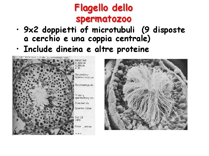 Flagello dello spermatozoo • 9 x 2 doppietti of microtubuli (9 disposte a cerchio
