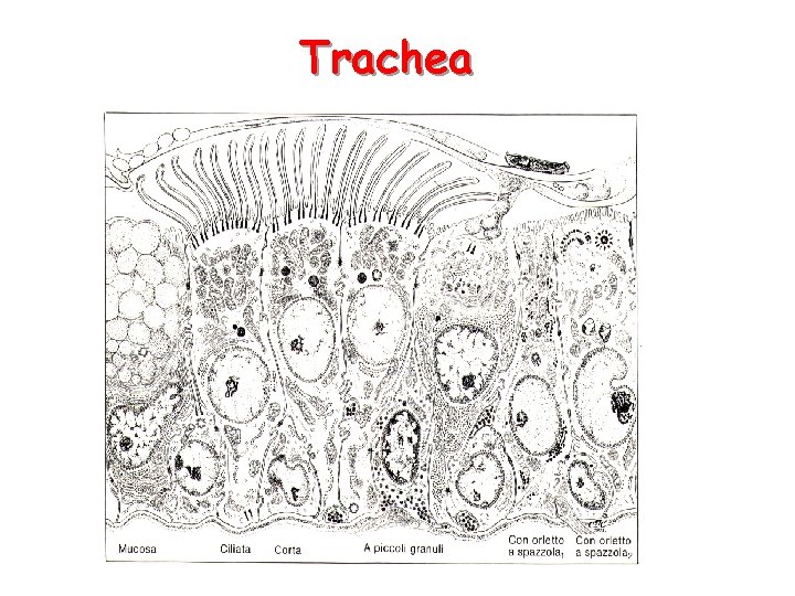 Trachea 