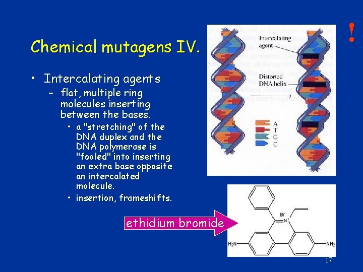 ! Chemical mutagens IV. • Intercalating agents – flat, multiple ring molecules inserting between