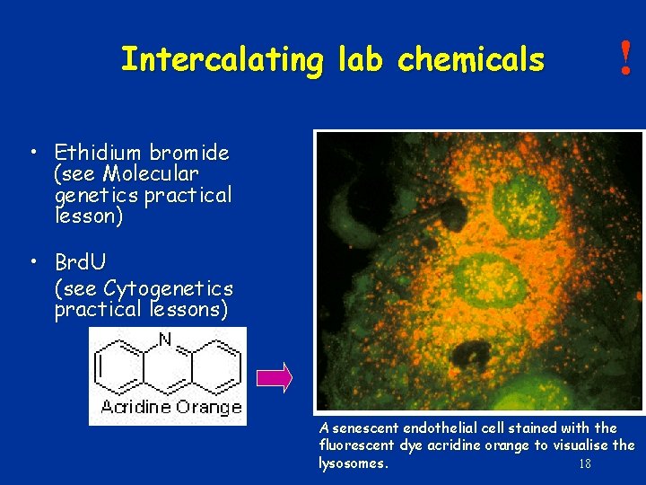 Intercalating lab chemicals ! • Ethidium bromide (see Molecular genetics practical lesson) • Brd.