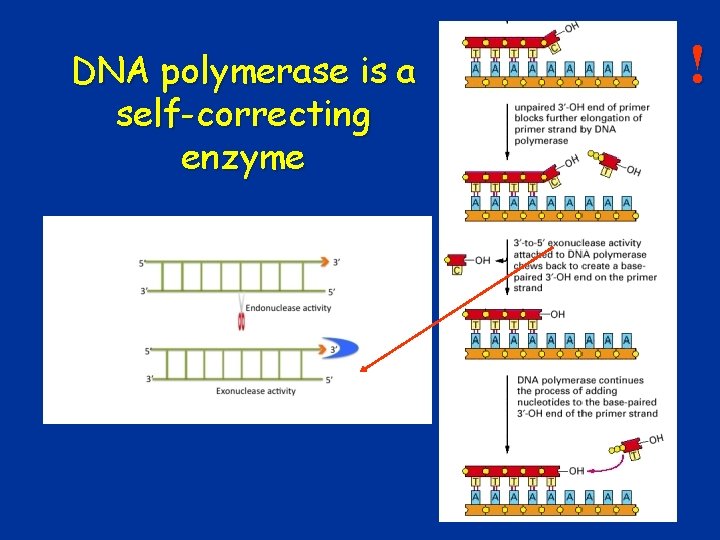 ! DNA polymerase is a self-correcting enzyme 22 