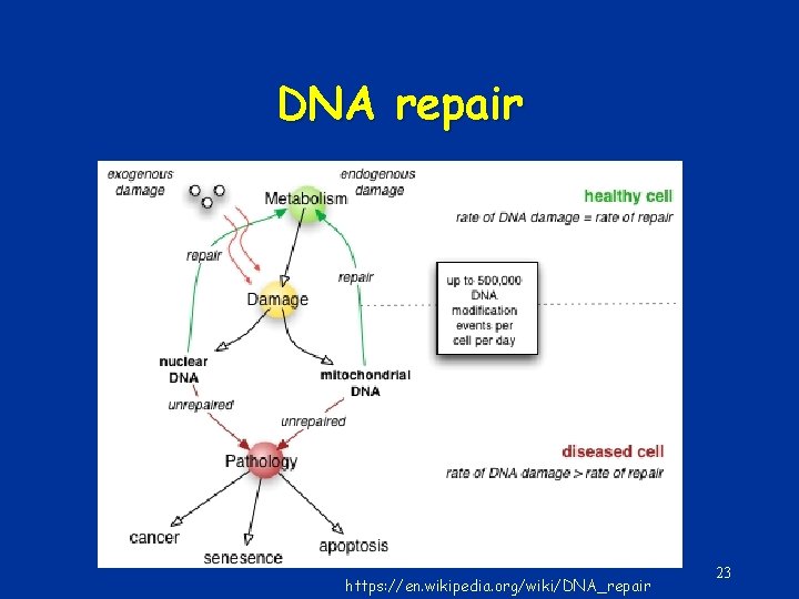 DNA repair https: //en. wikipedia. org/wiki/DNA_repair 23 