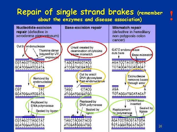 Repair of single strand brakes (remember about the enzymes and disease association) 26 !