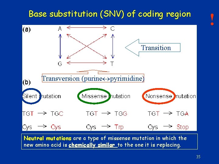 Base substitution (SNV) of coding region ! Transition Transversion (purine pyrimidine) Neutral mutations are