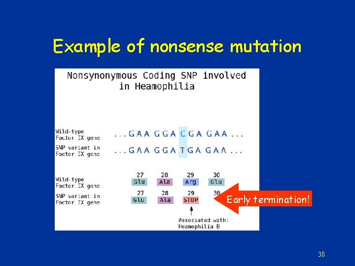 Example of nonsense mutation Early termination! 38 