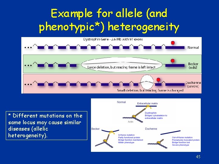 Example for allele (and phenotypic*) heterogeneity * Different mutations on the same locus may