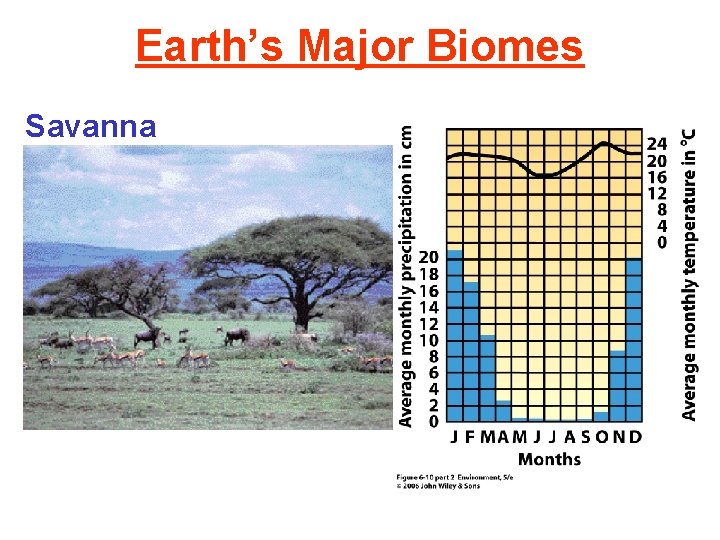 Earth’s Major Biomes Savanna 