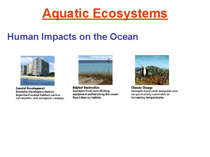 Aquatic Ecosystems Human Impacts on the Ocean 