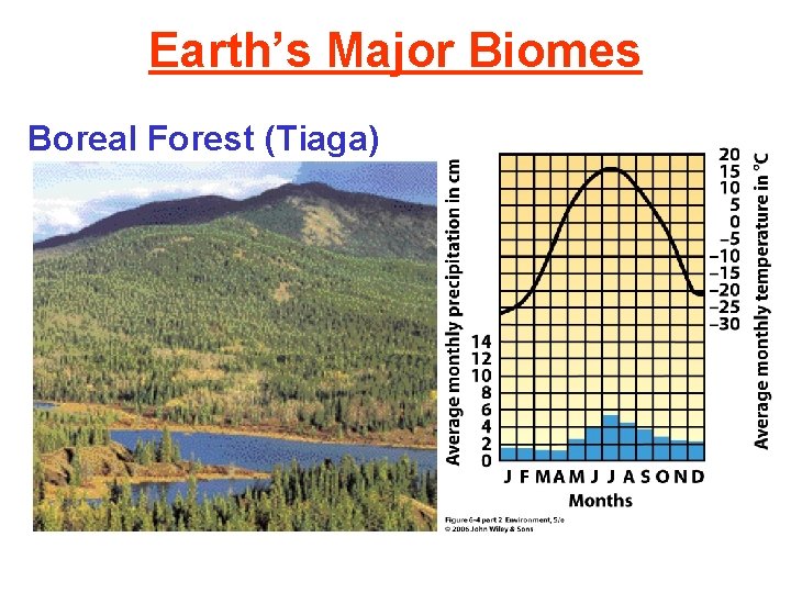 Earth’s Major Biomes Boreal Forest (Tiaga) 