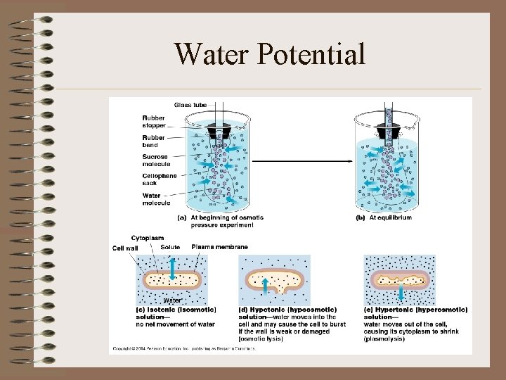 Water Potential 