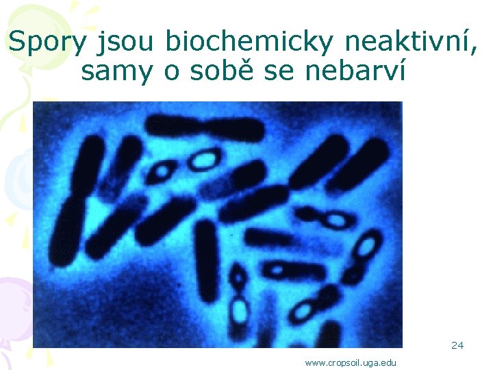 Spory jsou biochemicky neaktivní, samy o sobě se nebarví 24 www. cropsoil. uga. edu