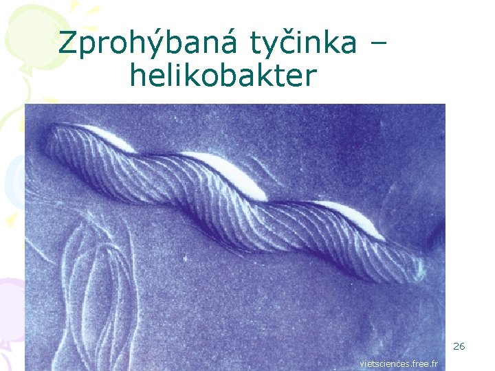 Zprohýbaná tyčinka – helikobakter 26 vietsciences. free. fr 