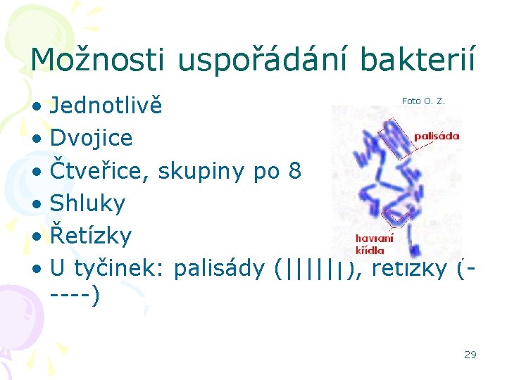 Možnosti uspořádání bakterií • Jednotlivě • Dvojice • Čtveřice, skupiny po 8 • Shluky