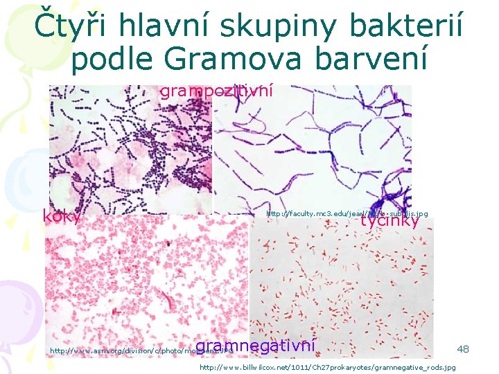 Čtyři hlavní skupiny bakterií podle Gramova barvení grampozitivní koky tyčinky http: //faculty. mc 3.