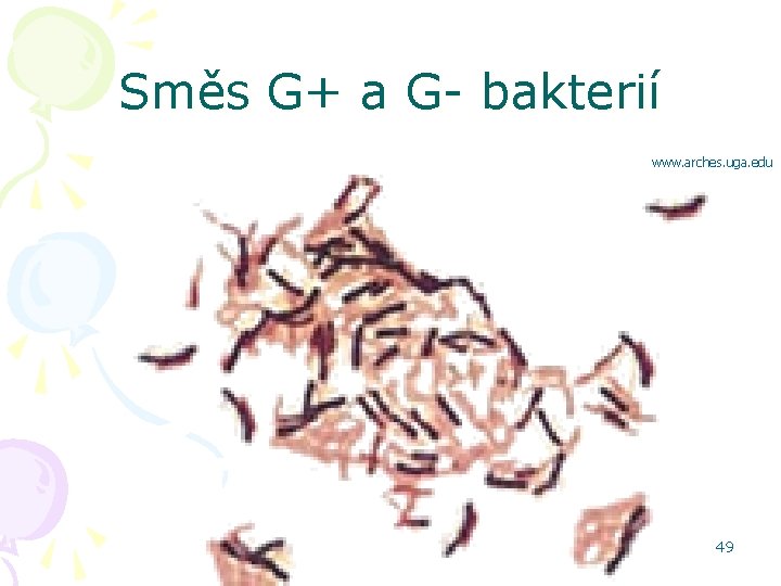 Směs G+ a G- bakterií www. arches. uga. edu 49 