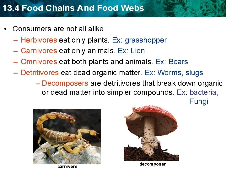 13. 4 Food Chains And Food Webs • Consumers are not all alike. –