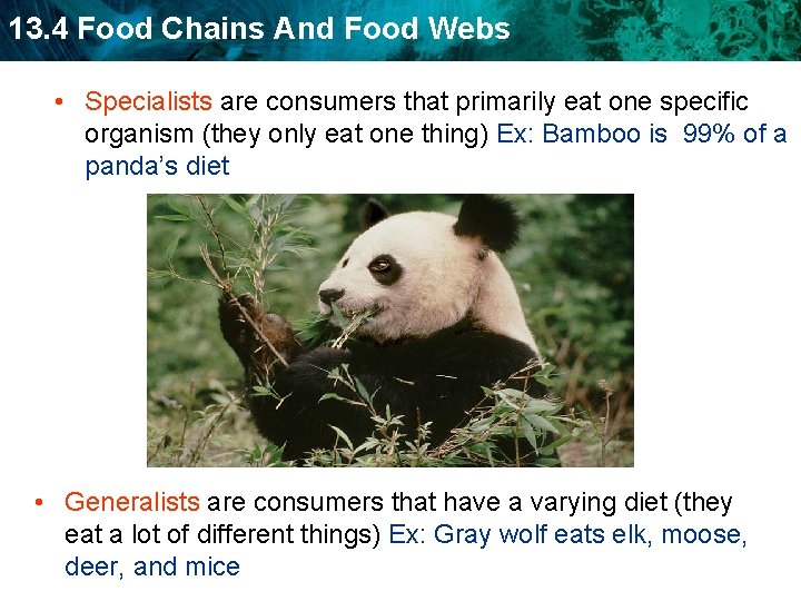 13. 4 Food Chains And Food Webs • Specialists are consumers that primarily eat