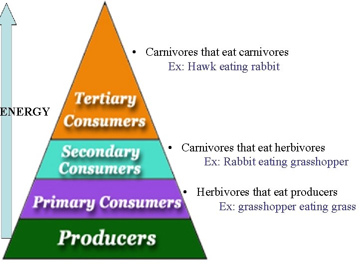 13. 4 Food Chains And Food Webs • Carnivores that eat carnivores Ex: Hawk