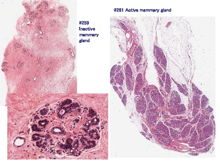 #261 Active mammary gland #259 Inactive mammary gland 