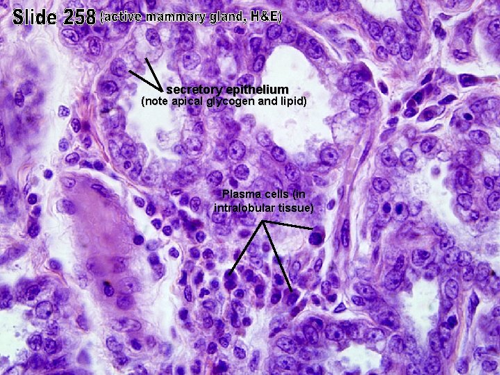 secretory epithelium (note apical glycogen and lipid) Plasma cells (in intralobular tissue) 
