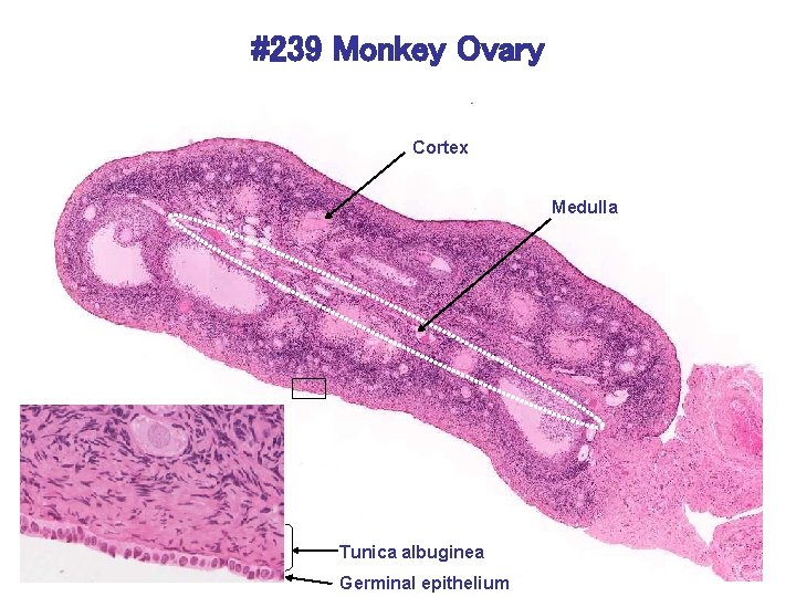 #239 Monkey Ovary Cortex Medulla Tunica albuginea Germinal epithelium 