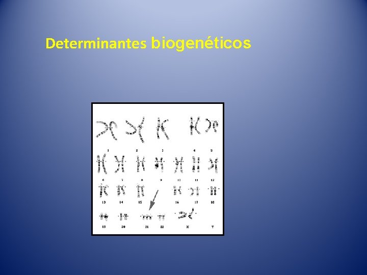 Determinantes biogenéticos 