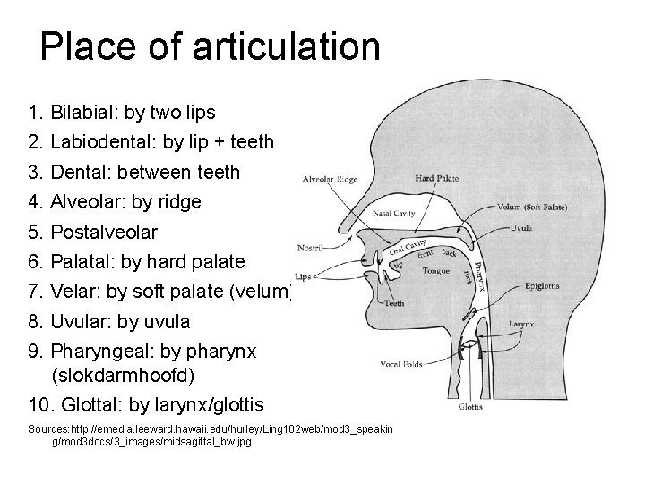 Place of articulation 1. Bilabial: by two lips 2. Labiodental: by lip + teeth