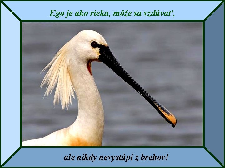 Ego je ako rieka, môže sa vzdúvať, ale nikdy nevystúpi z brehov! 