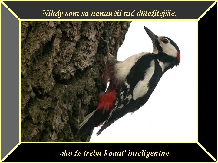 Nikdy som sa nenaučil nič dôležitejšie, ako že trebu konať inteligentne. 